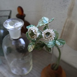 in Bloom